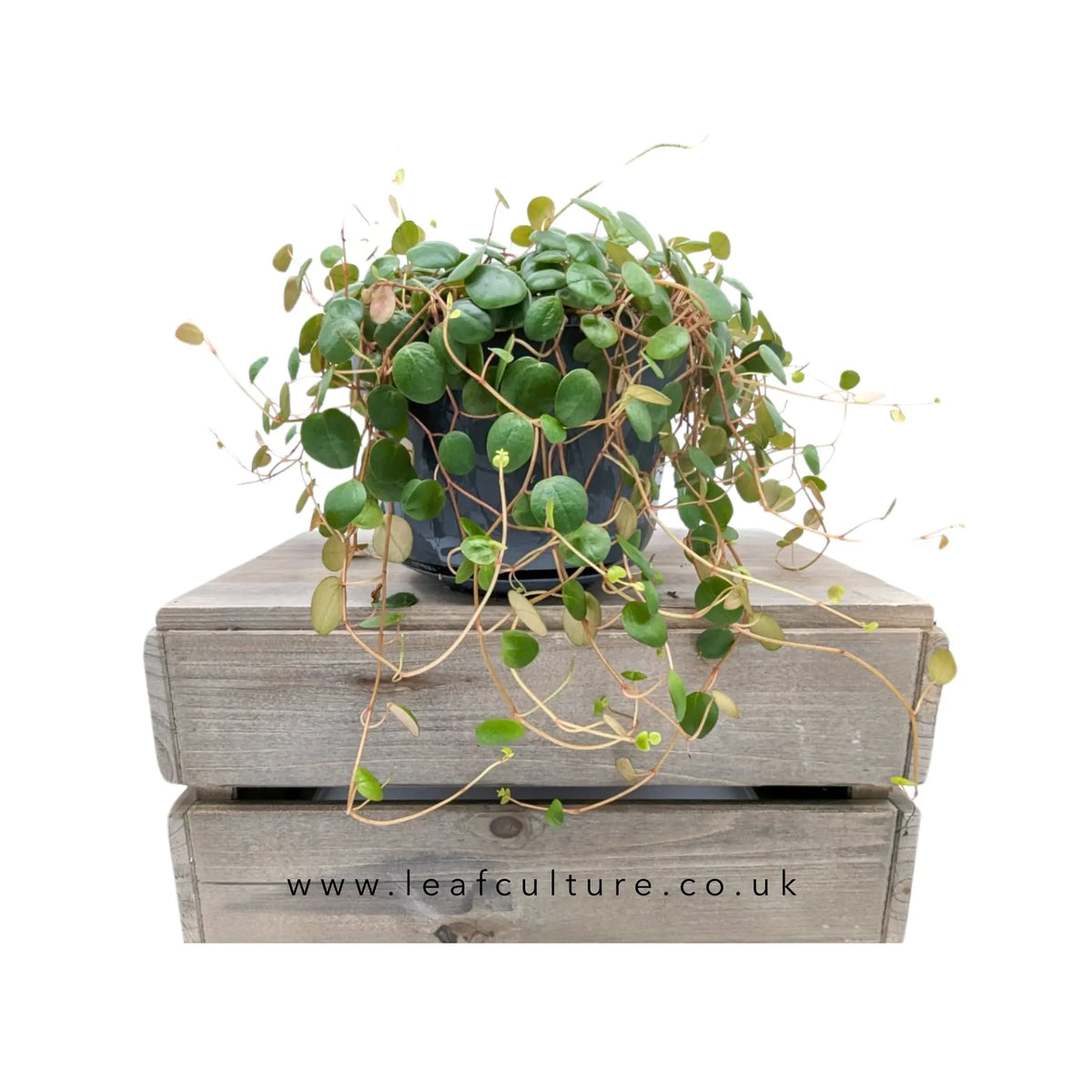 Peperomia Pepperspot Hanging Plant Leaf Culture