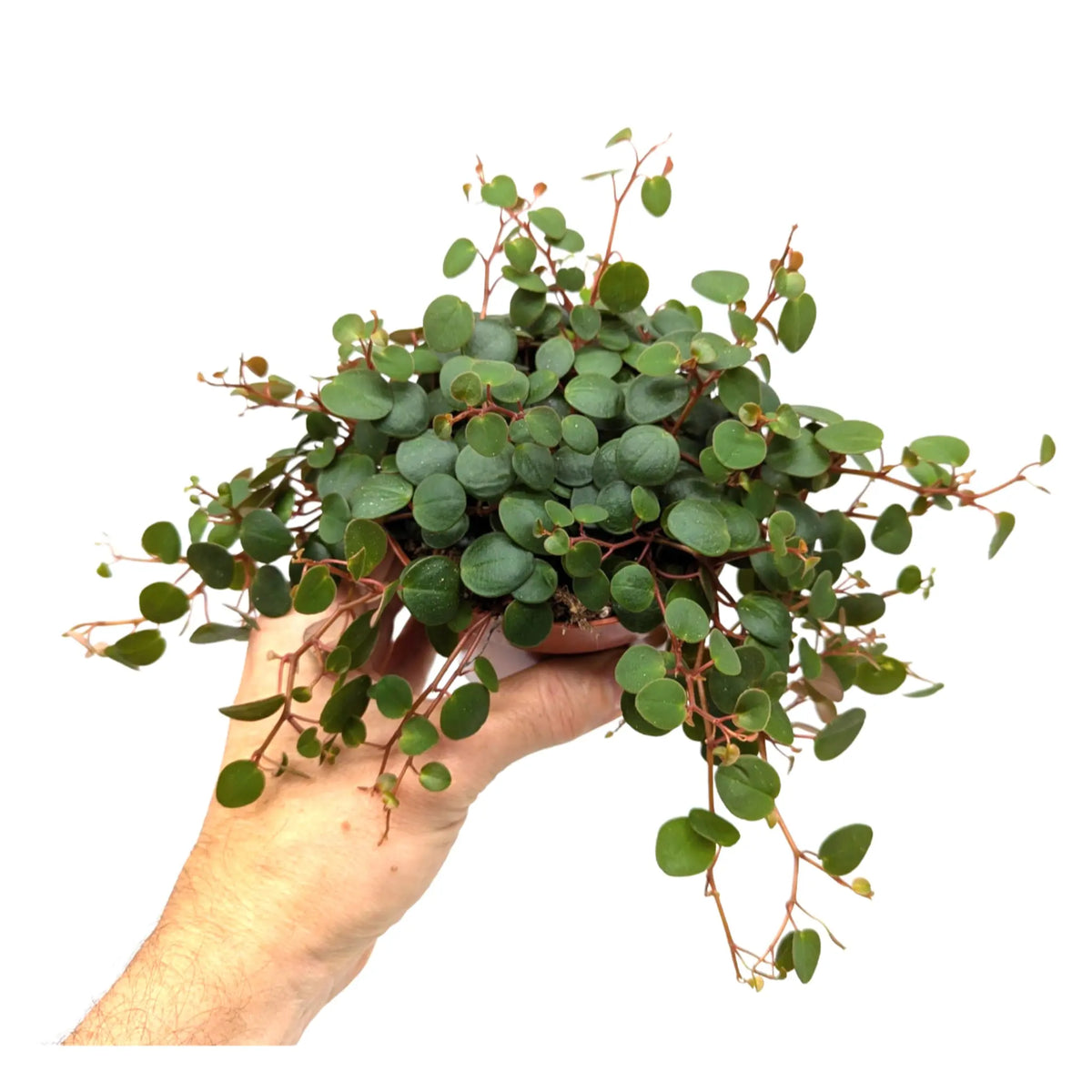 Peperomia Pepperspot