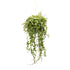 Peperomia Prostrata Hanging Basket - String of Turtles Leaf Culture