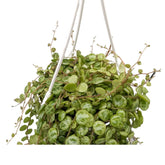 Peperomia Prostrata Hanging Basket - String of Turtles Leaf Culture