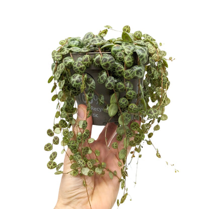 Peperomia Prostrata - String of Turtles Leaf Culture