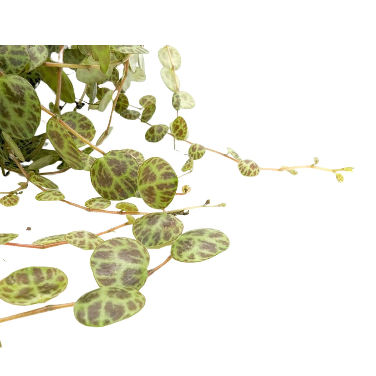 Peperomia Prostrata - String of Turtles Leaf Culture