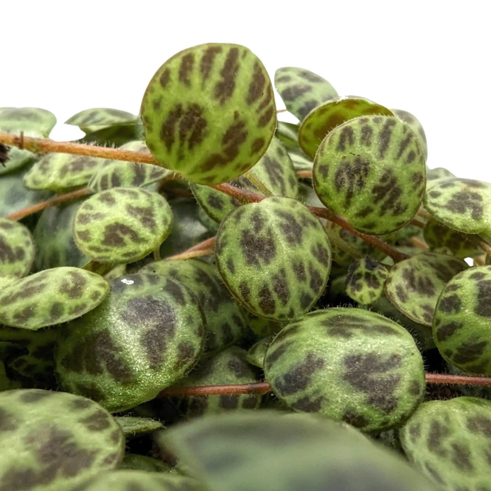 String of Turtles Plant | Peperomia Prostrata - Leaf Culture