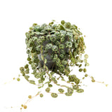 Peperomia Prostrata - String of Turtles Leaf Culture