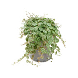 Peperomia Prostrata - String of Turtles Leaf Culture