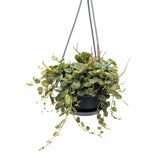 Peperomia Prostrata - String of Turtles Leaf Culture