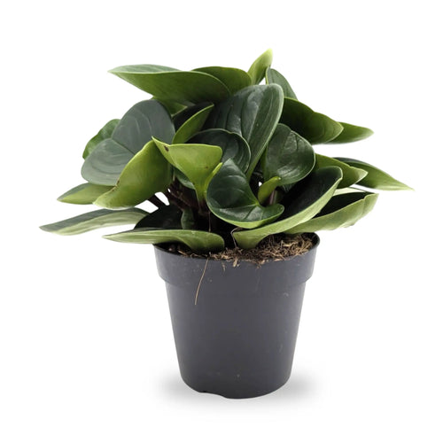 Peperomia Red Canyon Leaf Culture
