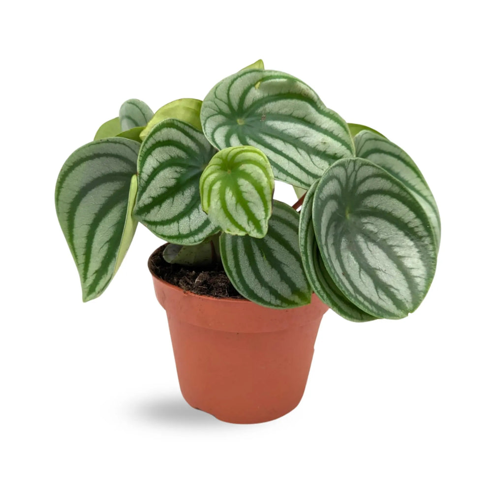 Peperomia argyreia - Watermelon Peperomia_1_thumb
