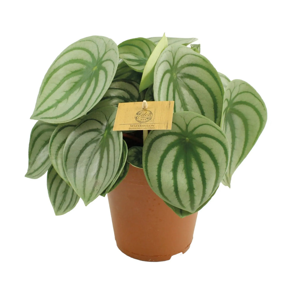 Peperomia argyreia - Watermelon Peperomia_3_thumb