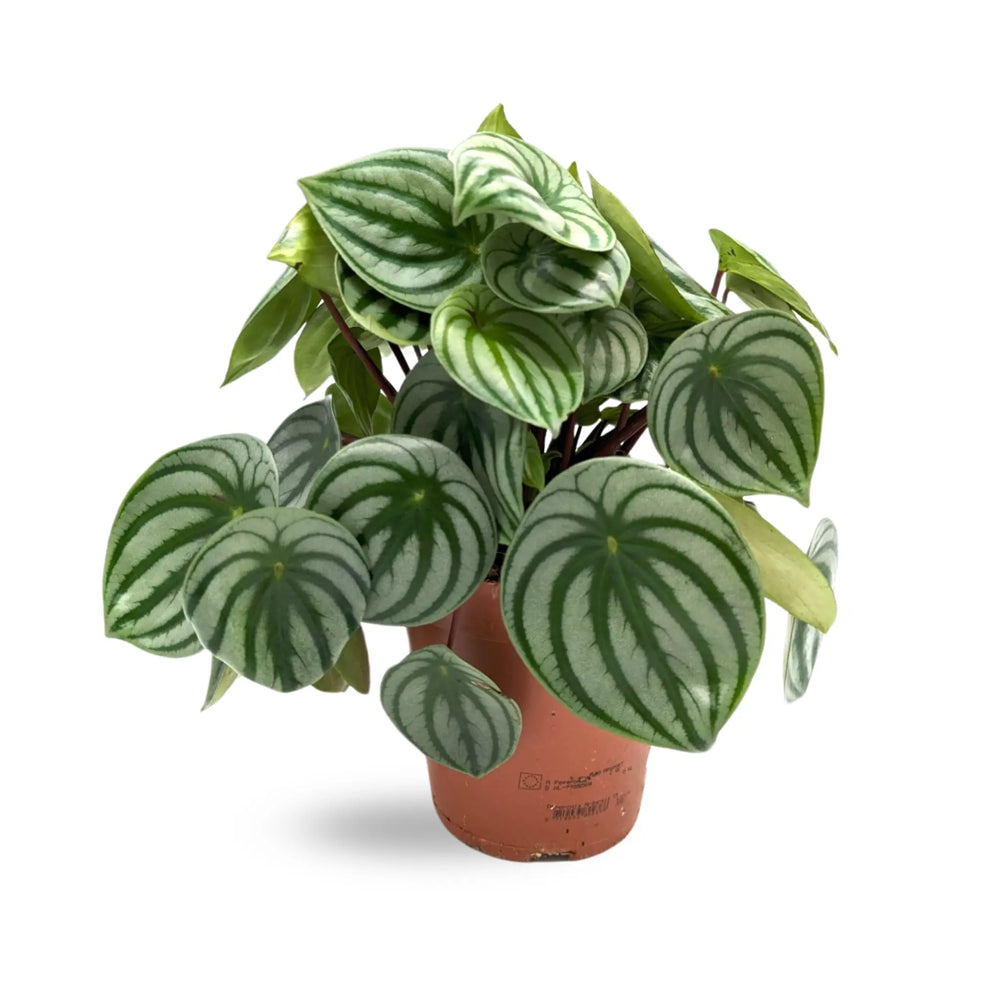 Peperomia argyreia - Watermelon Peperomia_2_thumb