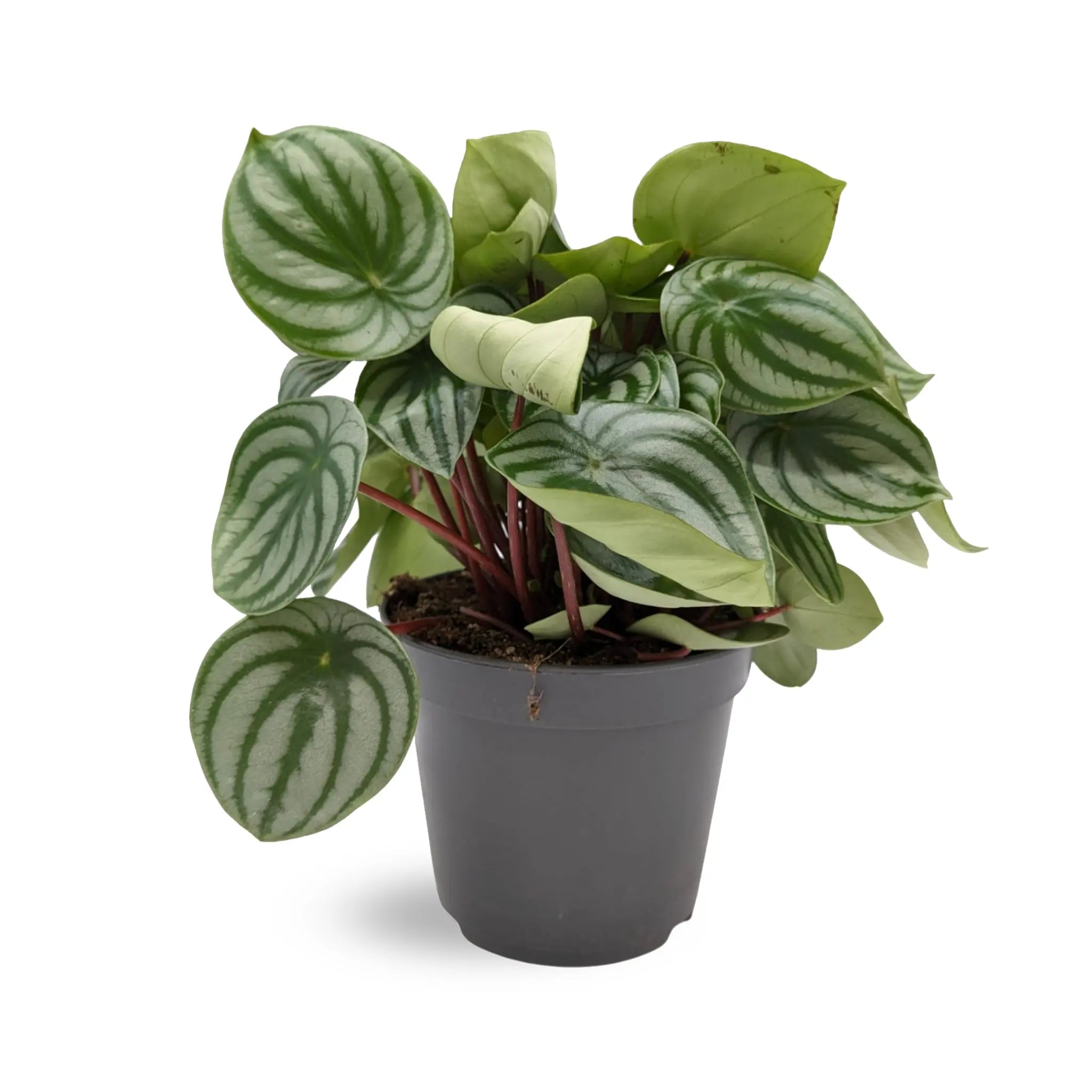 Peperomia argyreia - Watermelon Peperomia Oz