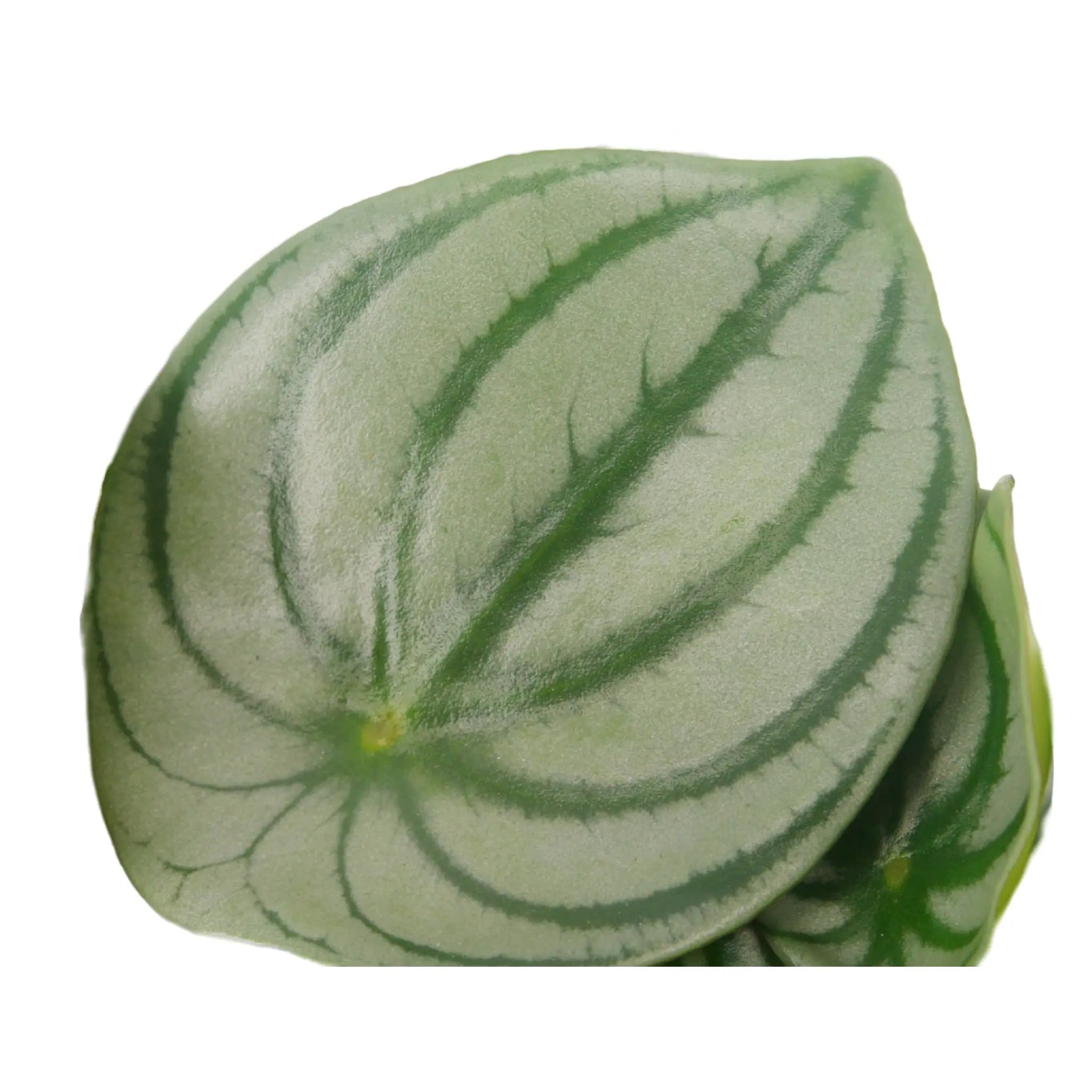 Peperomia argyreia - Watermelon Peperomia Oz