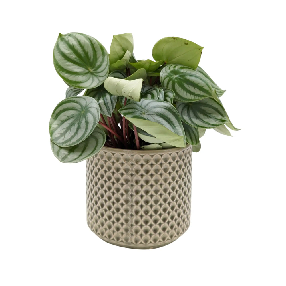 Peperomia argyreia - Watermelon Peperomia_5_thumb