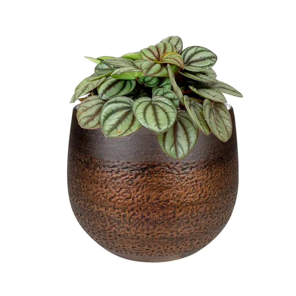Peperomia argyreia - Watermelon Peperomia_7_thumb