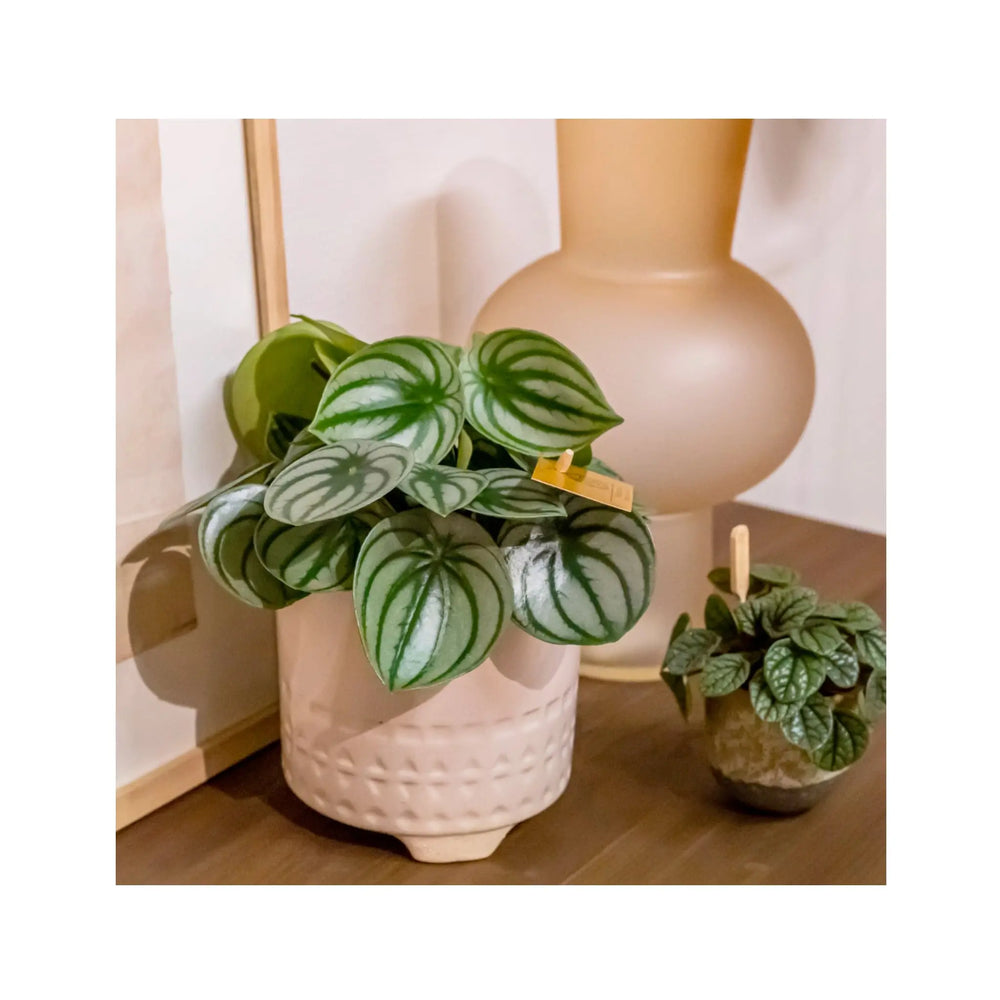 Peperomia argyreia - Watermelon Peperomia_9_thumb