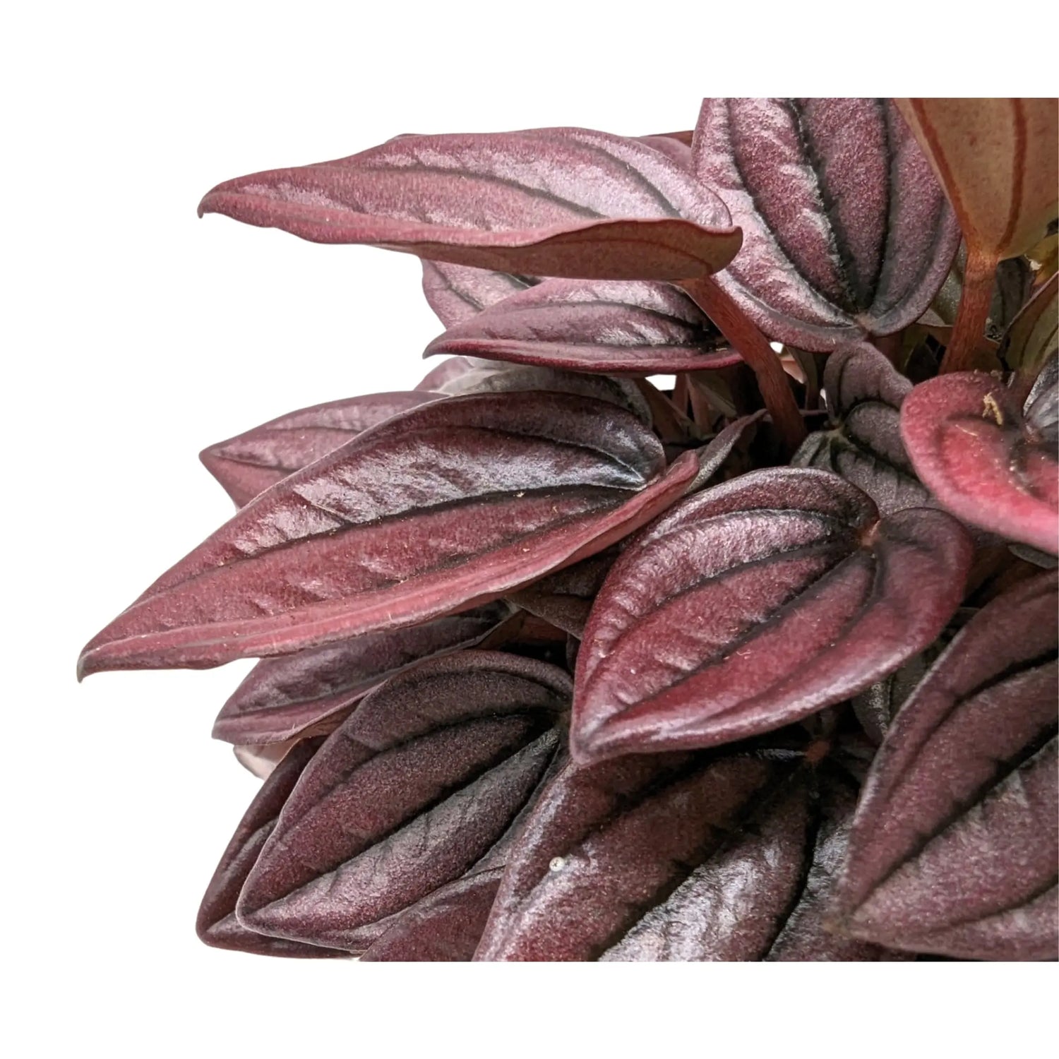 Peperomia caperata Cayenne Leaf Culture