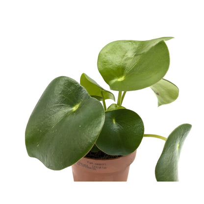 Peperomia pol. Raindrop Oz