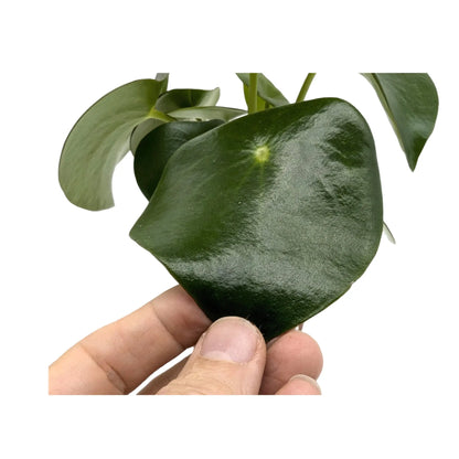 Peperomia pol. Raindrop Oz