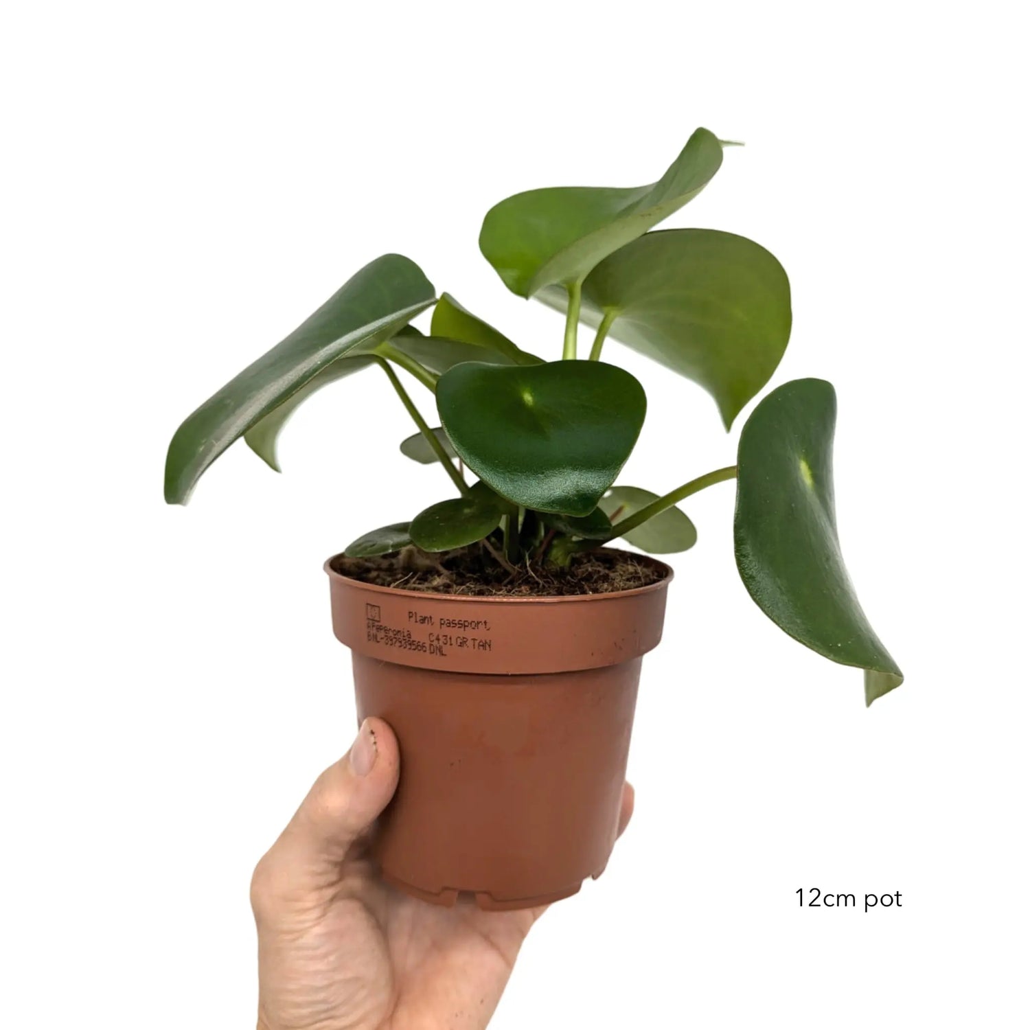 Peperomia pol. Raindrop Oz