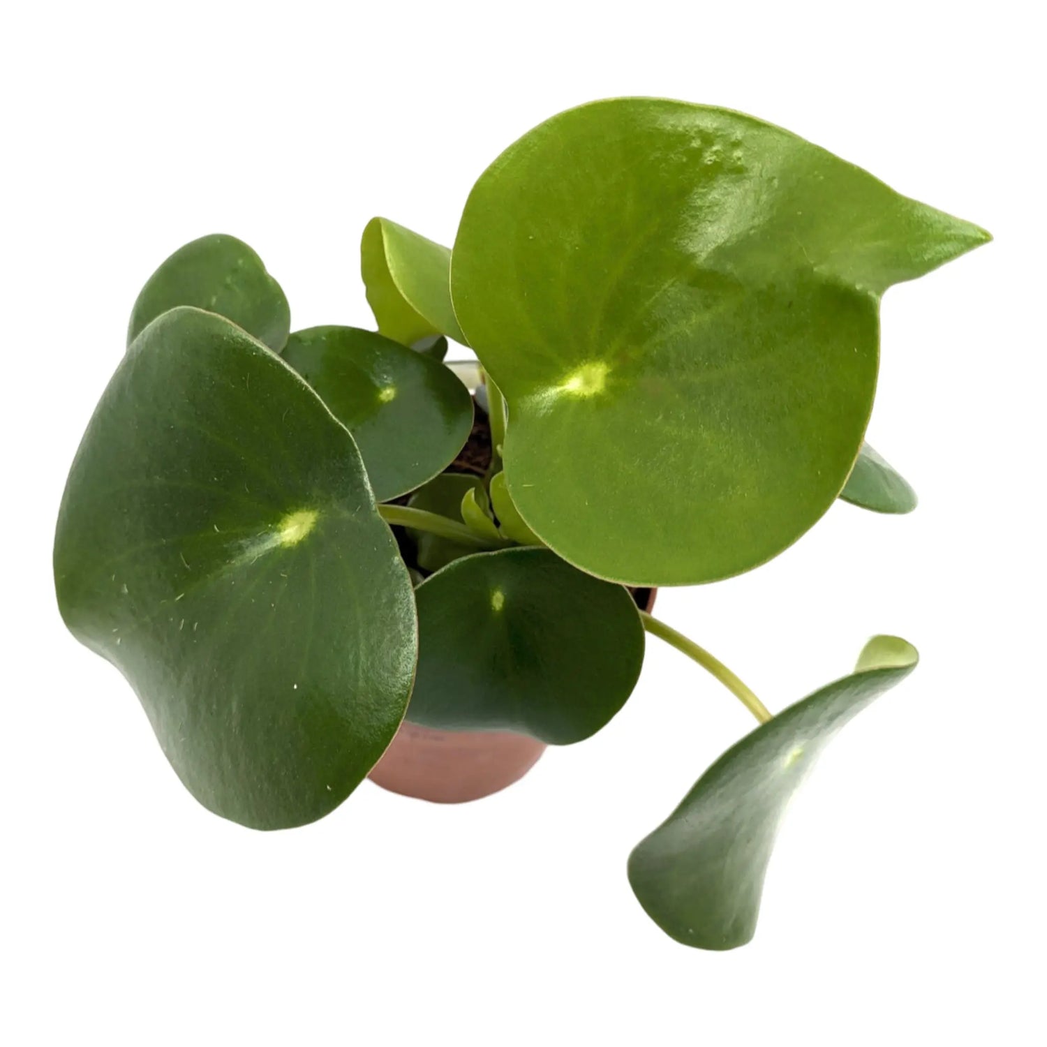 Peperomia pol. Raindrop Oz