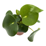 Peperomia pol. Raindrop Oz