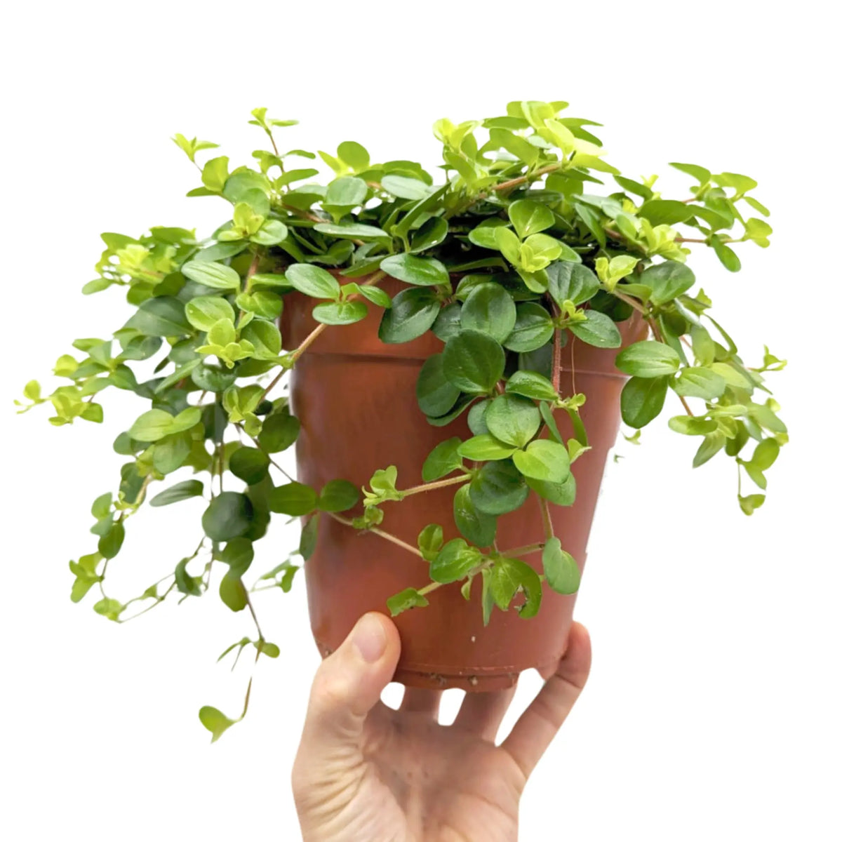 Peperomia rotundifolia Leaf Culture