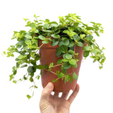 Peperomia rotundifolia Leaf Culture