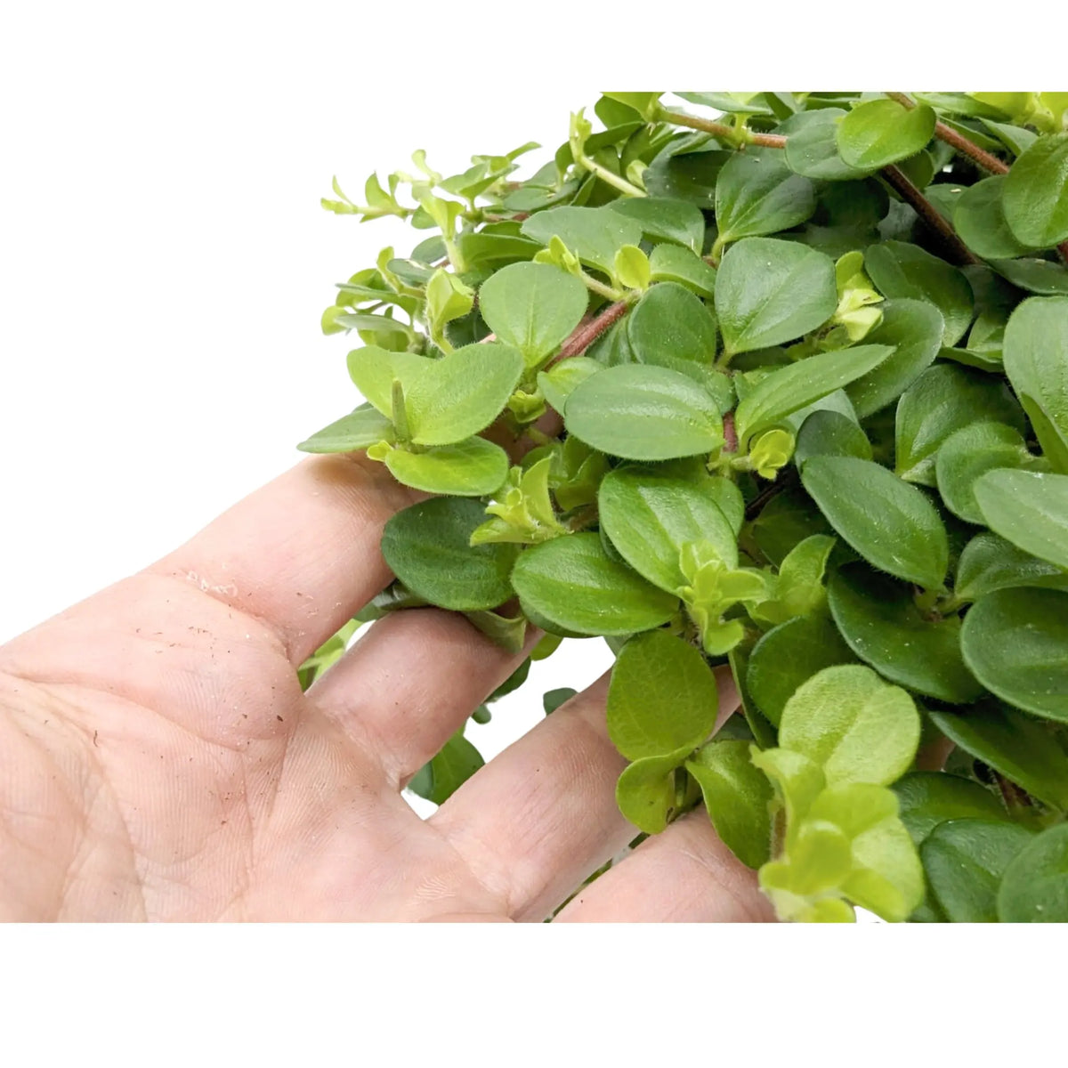 Peperomia rotundifolia Leaf Culture