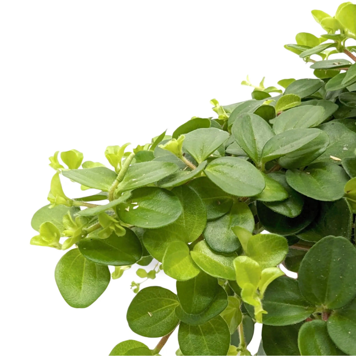 Peperomia rotundifolia Leaf Culture