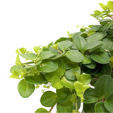 Peperomia rotundifolia Leaf Culture