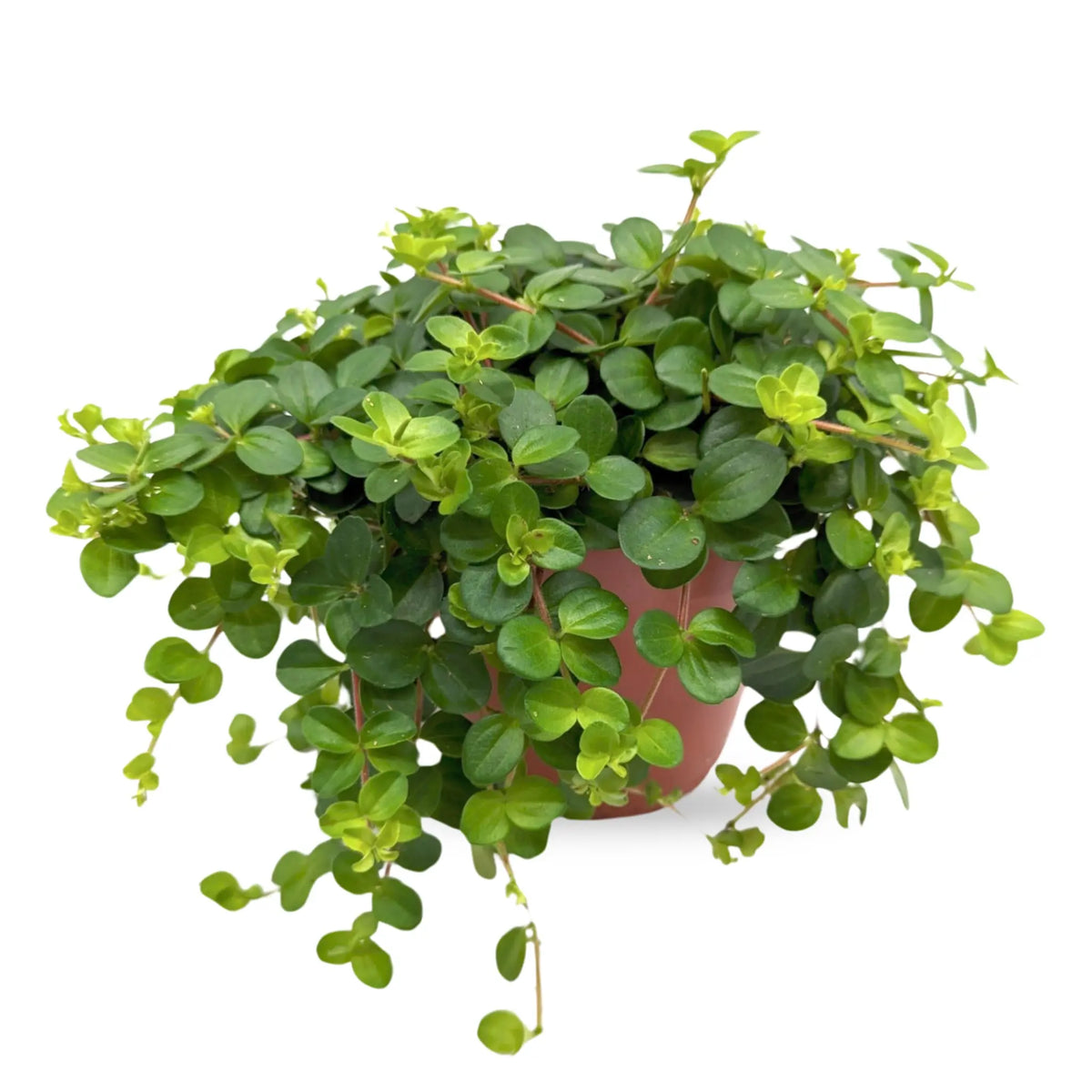 Peperomia rotundifolia Leaf Culture