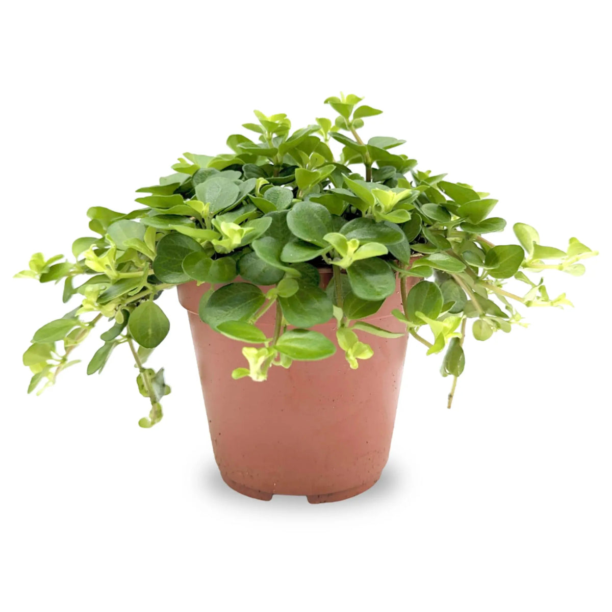 Peperomia rotundifolia Leaf Culture