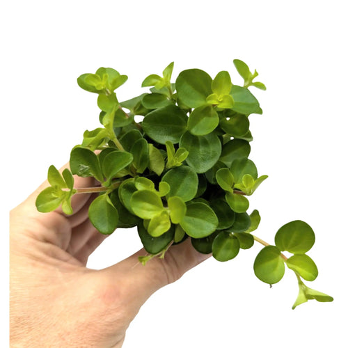 Peperomia rotundifolia Leaf Culture
