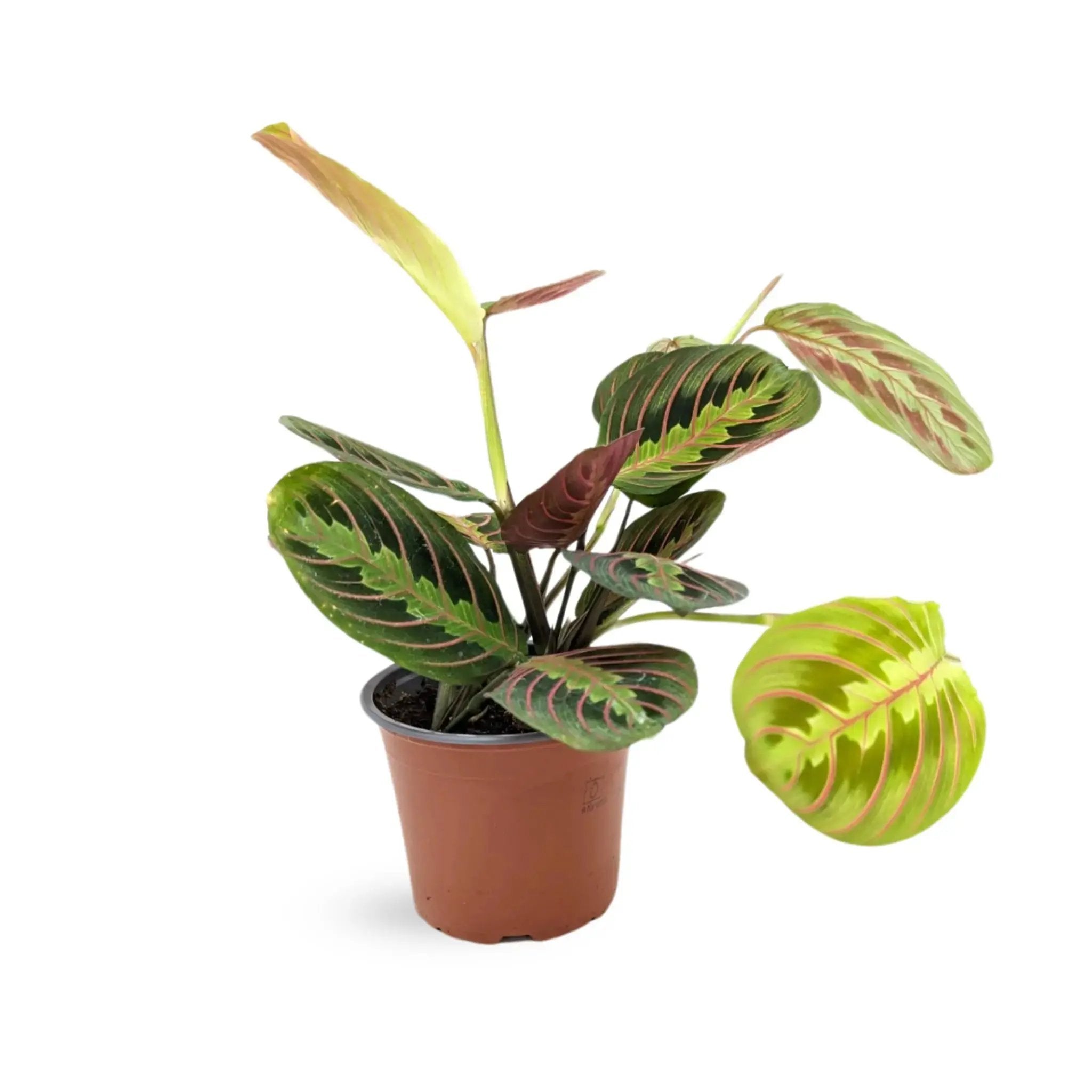 Maranta Fascinator - Prayer Plant VanDer