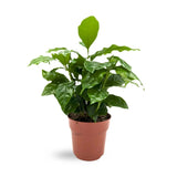 Coffea Arabica - Arabian coffee plant Leaf Culture