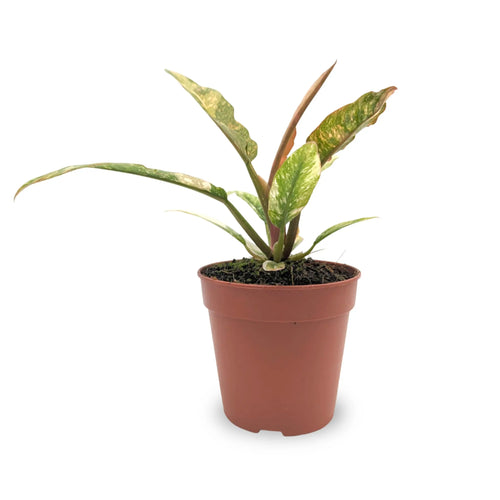 Philiodendron 'Ring of Fire' Leaf Culture