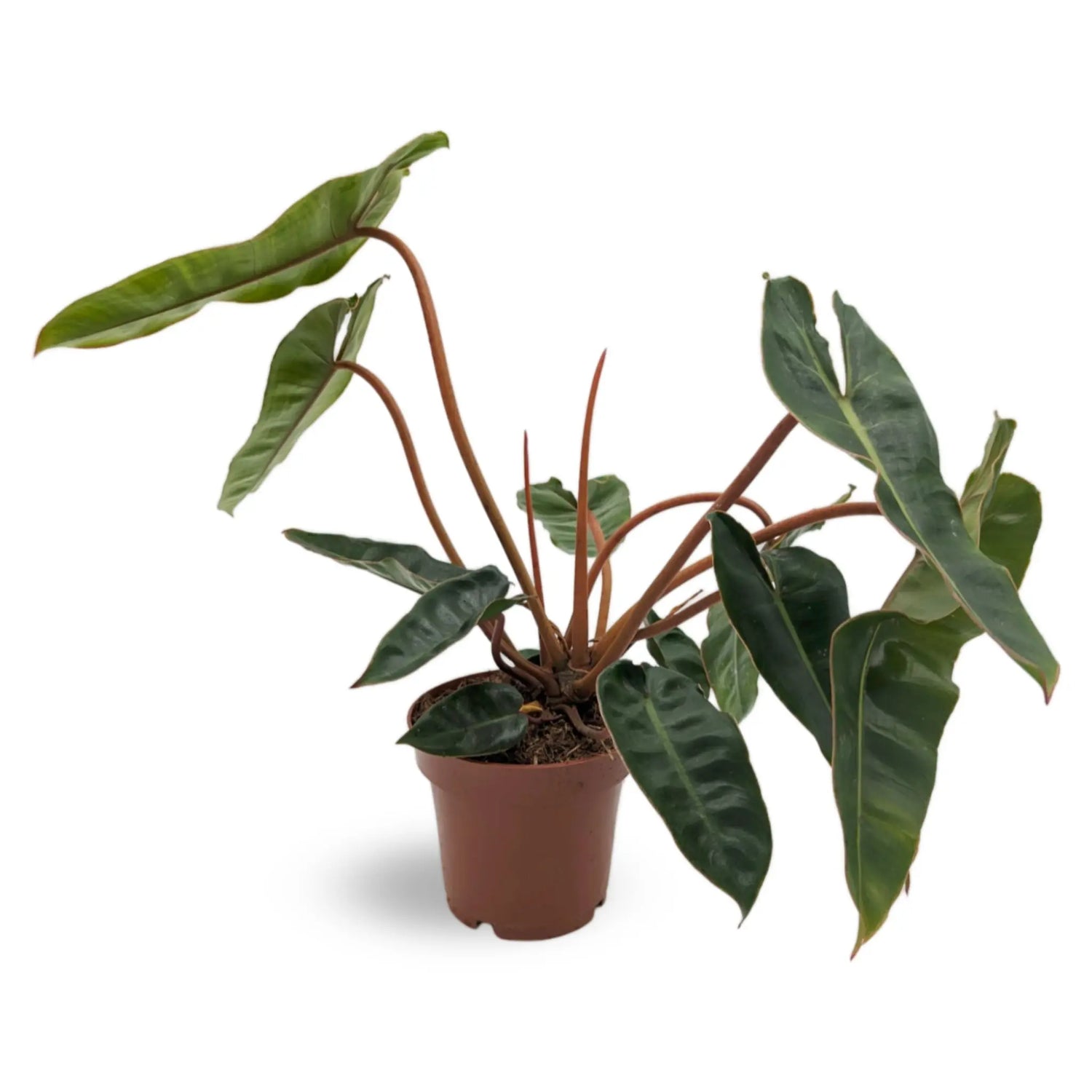 Philodendron Billietiae - Billiet&