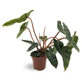 Philodendron Billietiae - Billiet's tree-hugger Oz