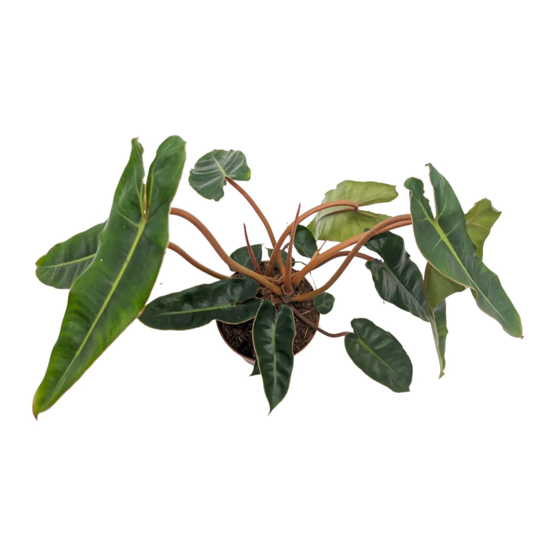 Philodendron Billietiae - Billiet&
