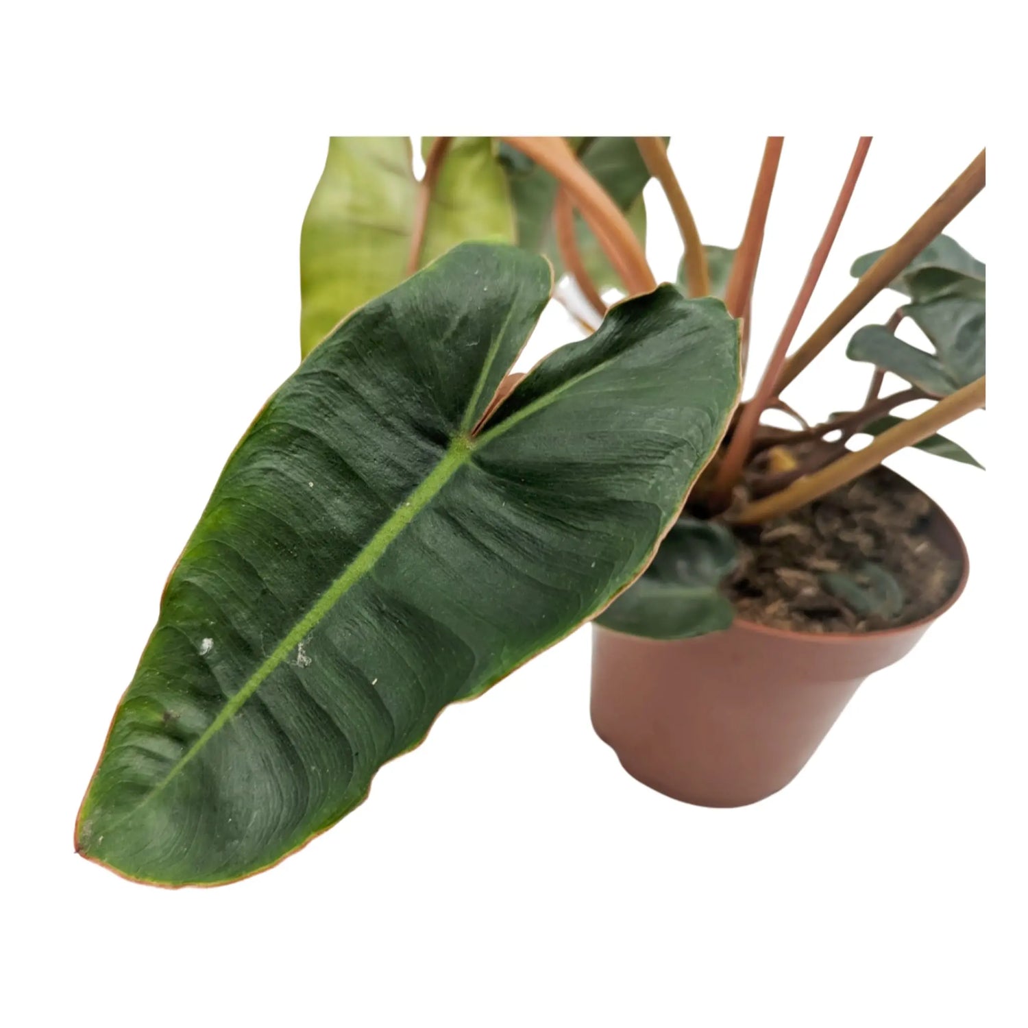 Philodendron Billietiae - Billiet&