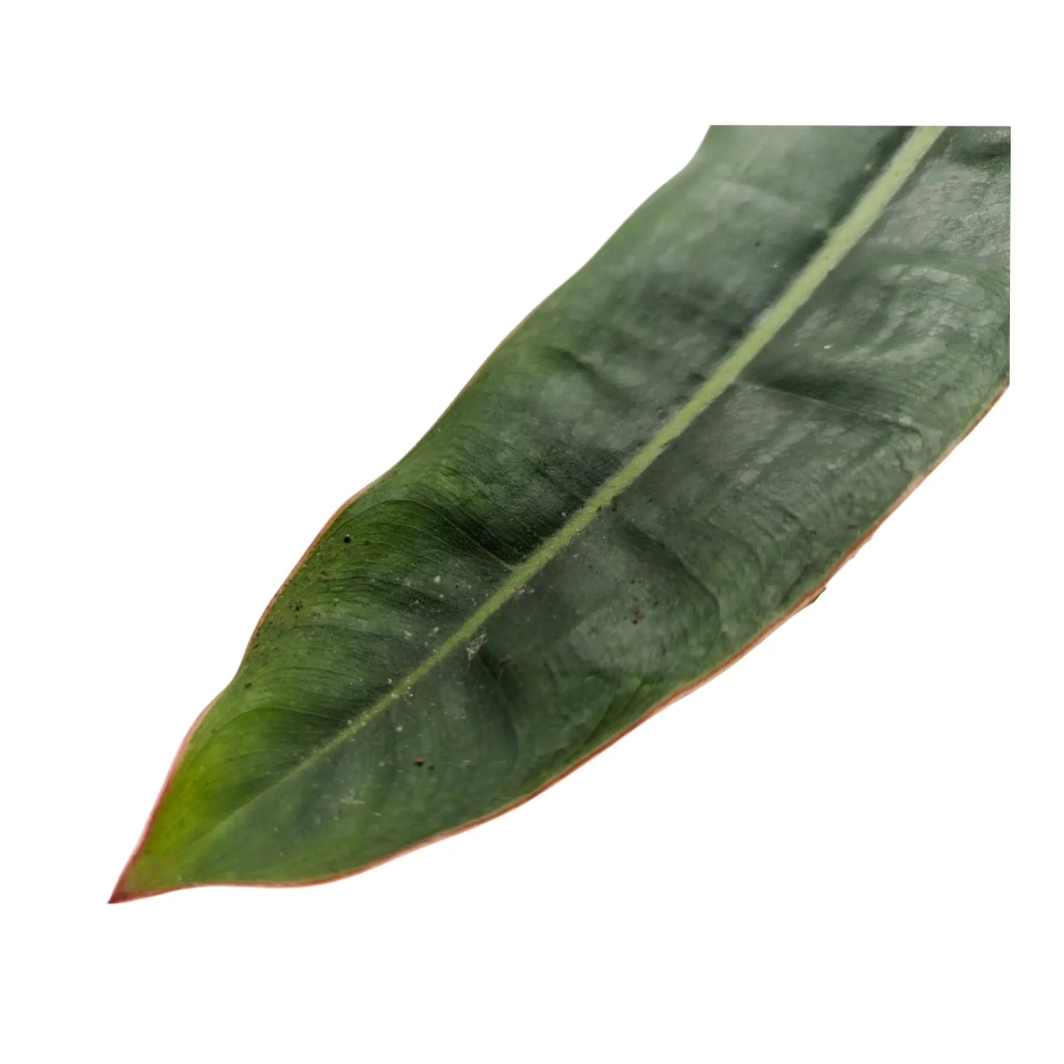 Philodendron Billietiae - Billiet&