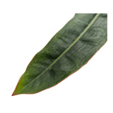 Philodendron Billietiae - Billiet's tree-hugger Oz