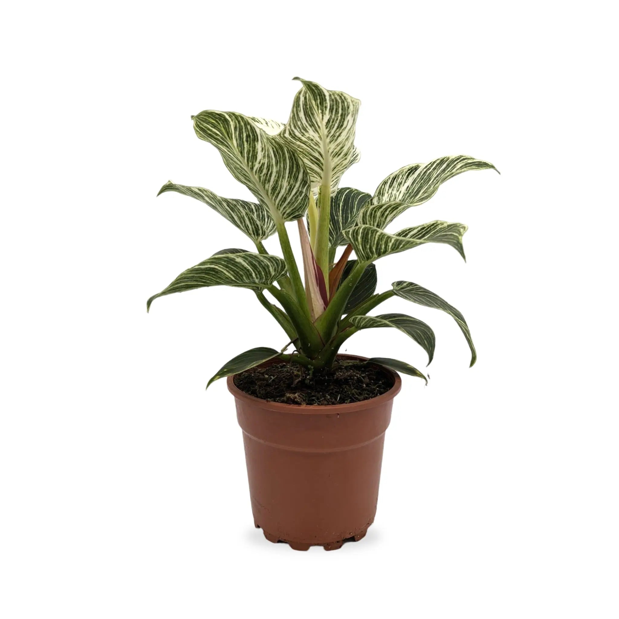 Philodendron Birkin Leaf Culture