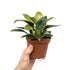 Philodendron Birkin Leaf Culture