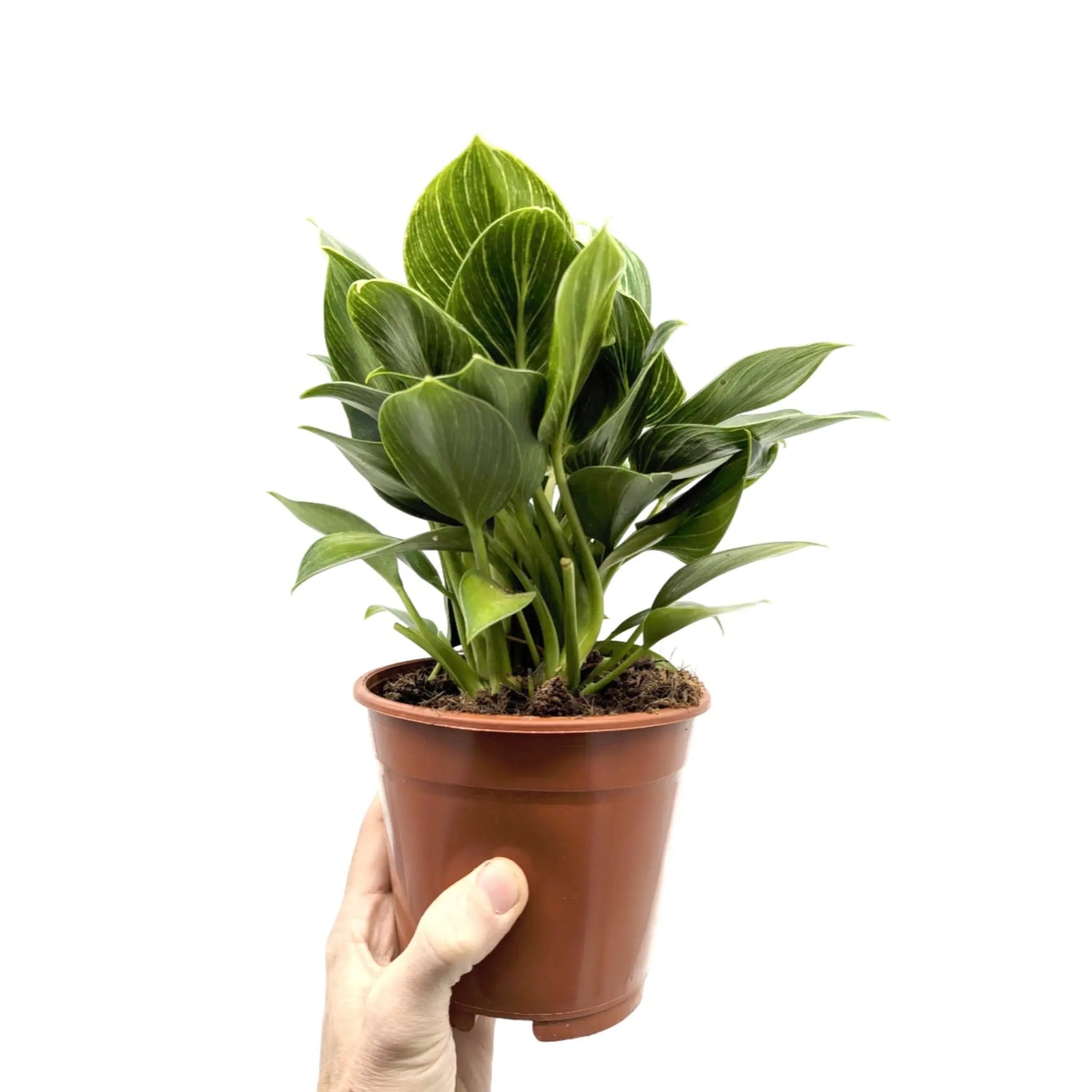 Philodendron Birkin Leaf Culture