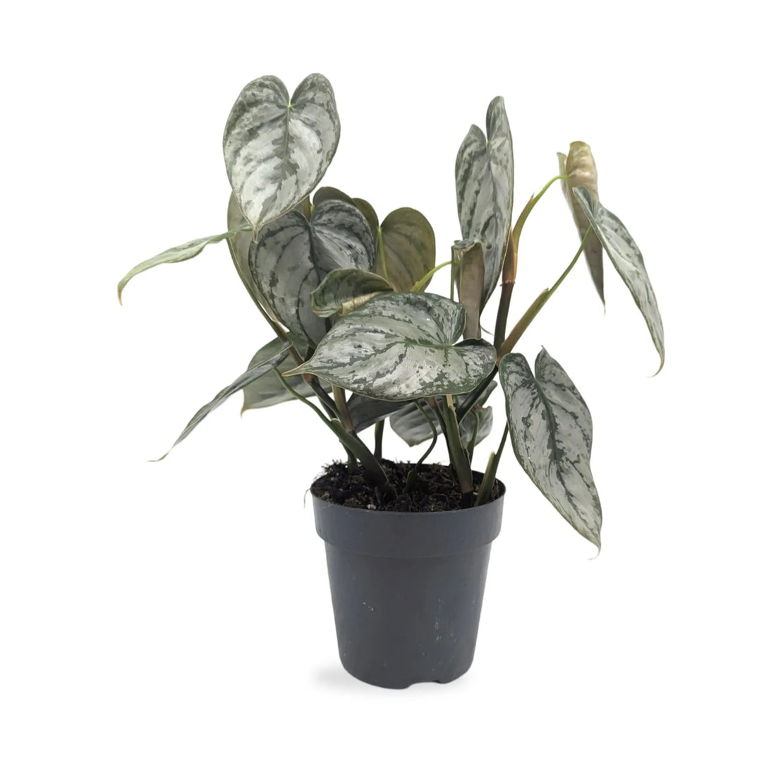 Philodendron Brandtianum Leaf Culture