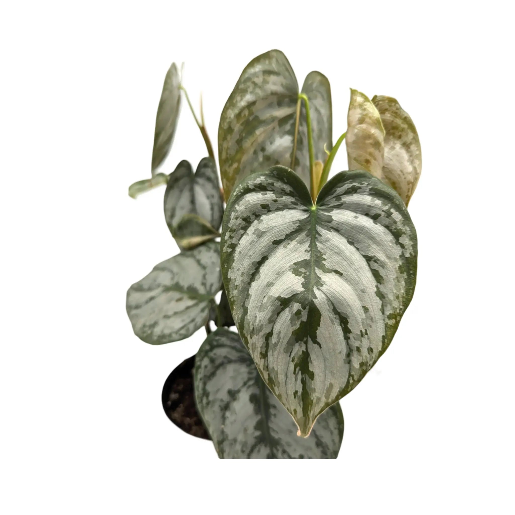 Philodendron Brandtianum Leaf Culture