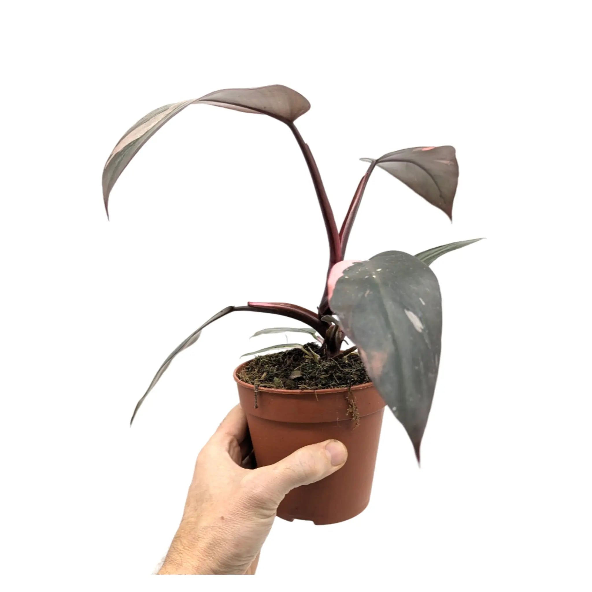 Philodendron Burgundy Princess Leaf Culture