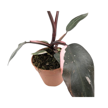 Philodendron Burgundy Princess Leaf Culture