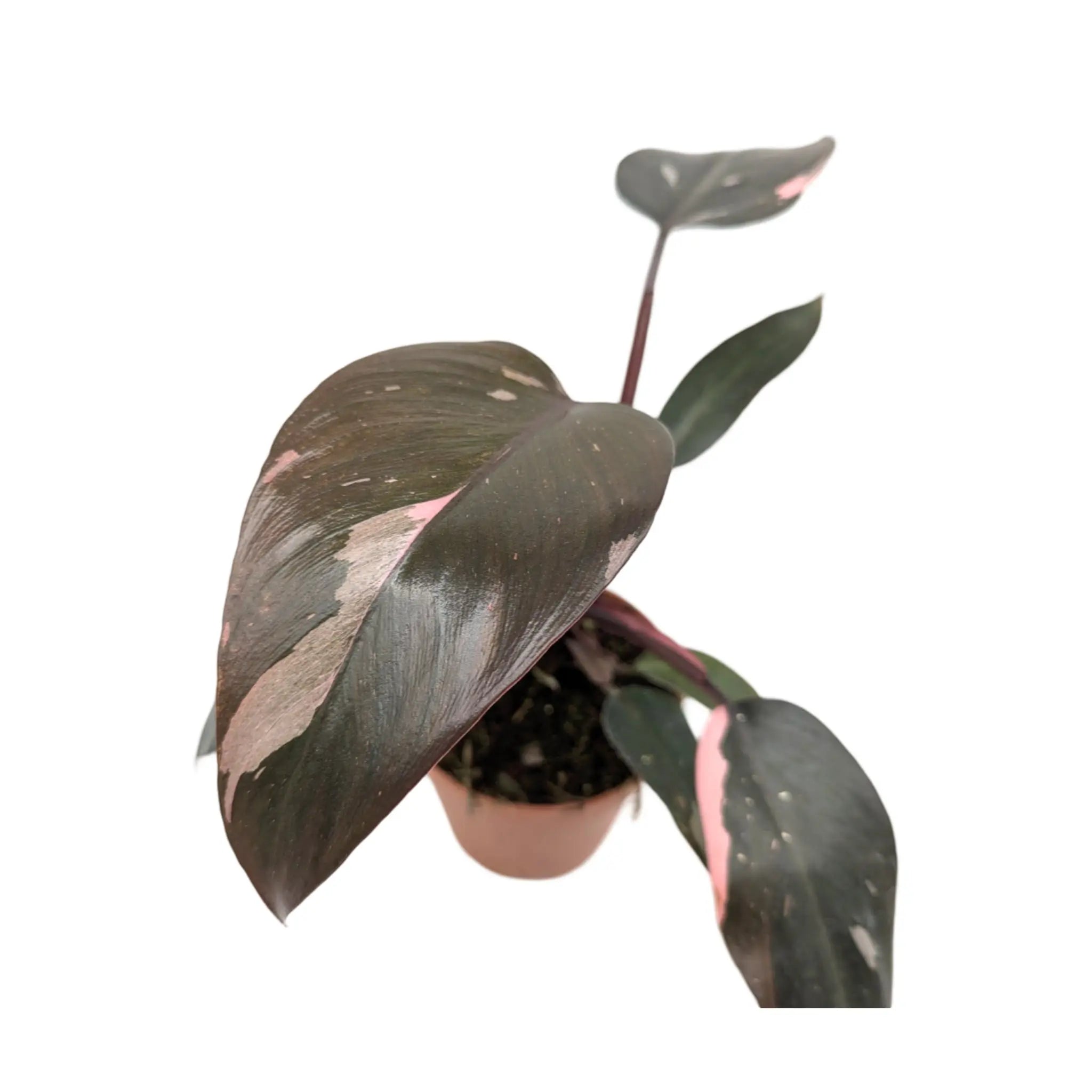 Philodendron Burgundy Princess Leaf Culture